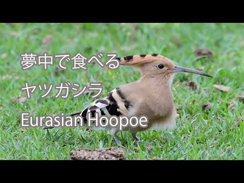 【餌を探す】ヤツガシラ Eurasian Hoopoe