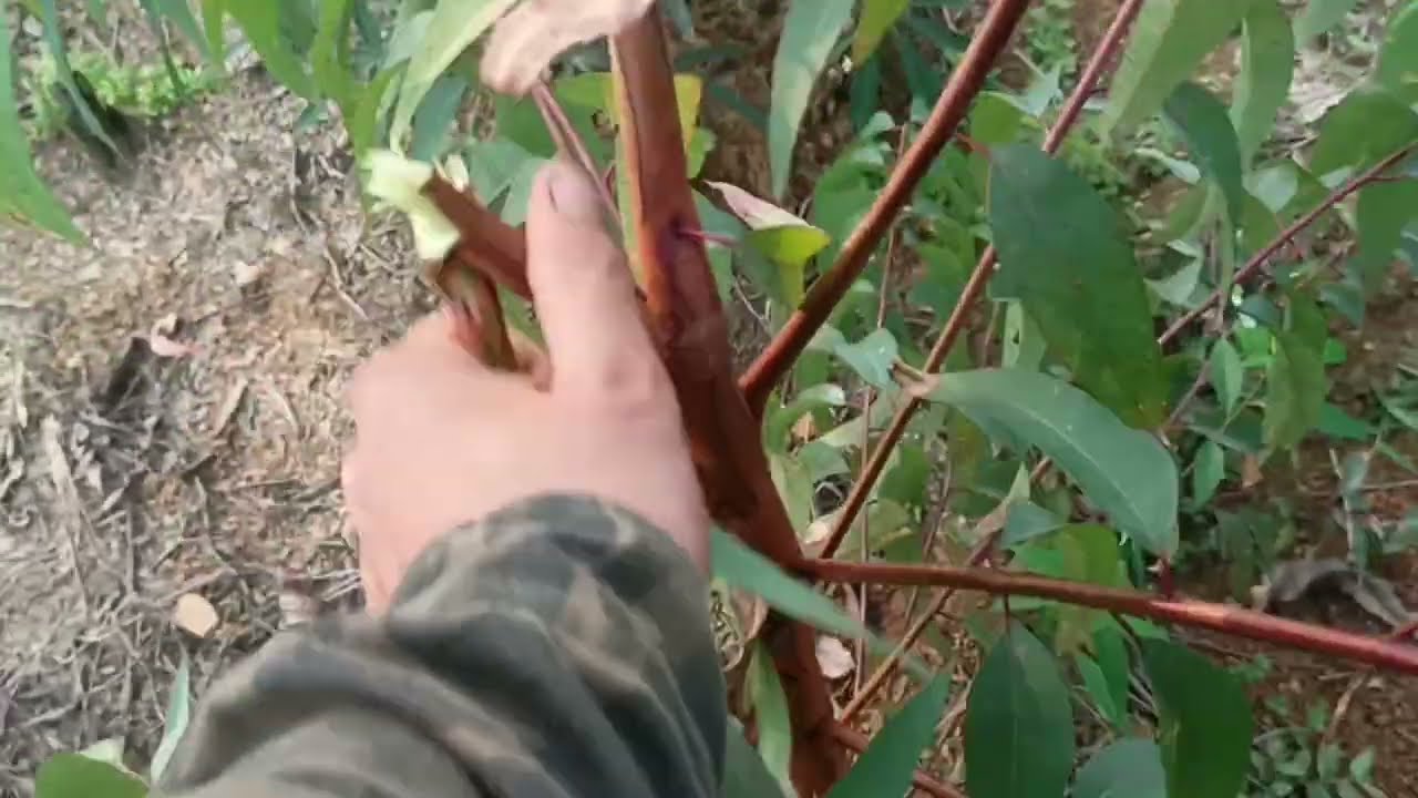 bạch đàn mô u6 trồng sau 7 tuổi