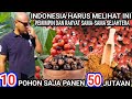 50 Jutaan Dari 10 Pohon Saja/Panen❗Indonesia Bisa!