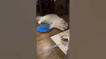When catnip hits!  #cat #chinchilla #fyp #catnip #drug #persian #pets  #animals #catsoftiktok #cats