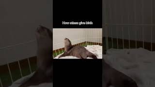 Amazing moments animals give birth. #animals #shorts