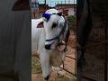 #trending shorts #ongolebulls #BSR Bulls