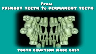 #eruptionofteeth  #animatedcartoon eruption of teeth||sequence of tooth made easy