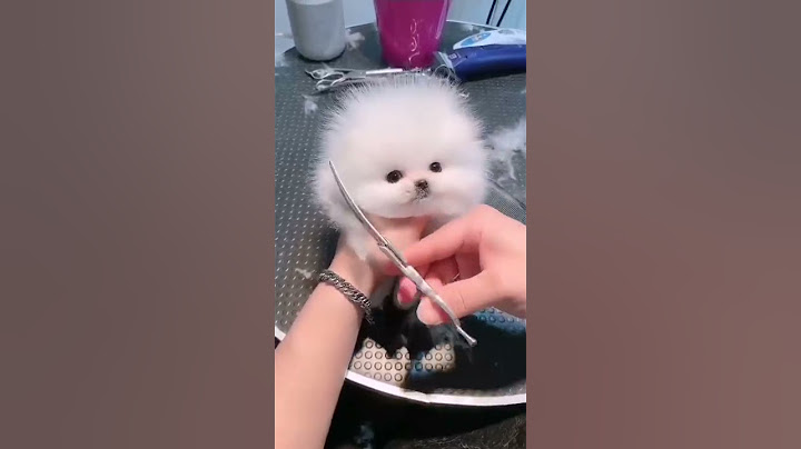 كلب صغير كيوت قلبي الصغير لا يتحمل 🐻🐻