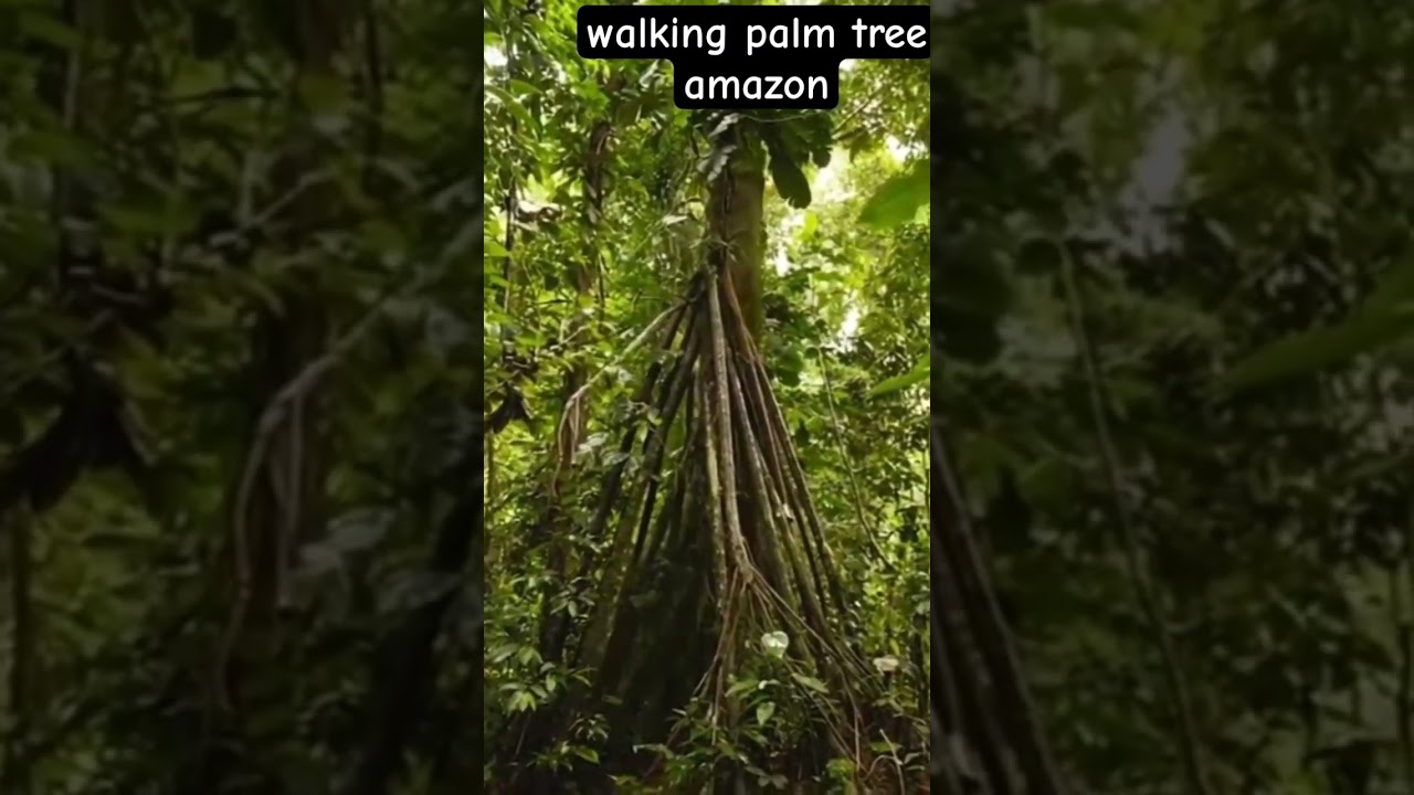 walking palm tree amazon forest #walkingtree #amazone #nature #travel