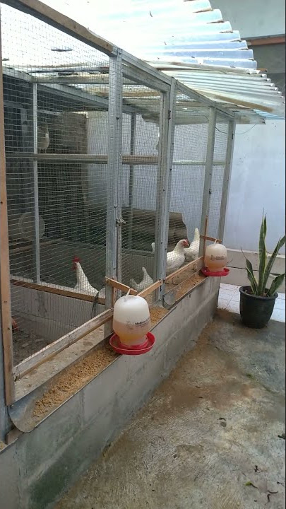 Ayam Elba (Ayam kampung petelur unggulan) produksi telur 300 butir per tahun per ekor Wooww 😀