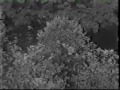 إسماعيل حسن بلادي انا 