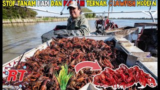 PETANI PADI DI AMERIKA MENGGANTI LADANG PADI DENGAN BETERNAK CRAWFISH | PETERNAKAN LOBSTER AIR TAWAR