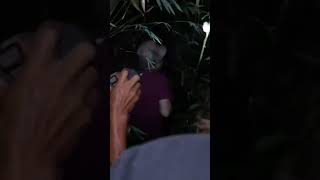 Penampakan Monyet Hantu Tarsius Kalimantan Resimi