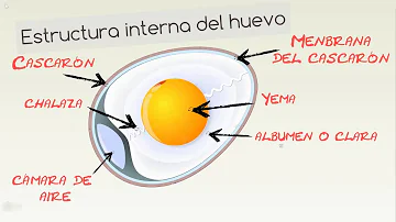 ¿Cuál es la función de la cámara de aire en el huevo?