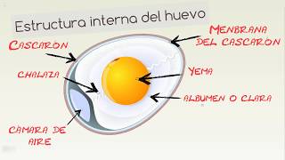 All about the egg