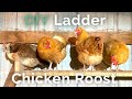 Build a chicken roost in under 30 minutes  round or flat roosting bars which is better