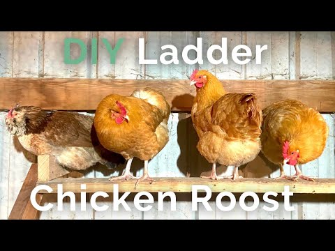 Video: Do-it-yourself perch for chickens. How to make a perch for chickens?