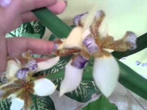 Orquidea que florece solo un dia - thptnganamst.edu.vn