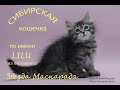 Купить сибирскую кошечку по кличке LILU Из питомника в Москве