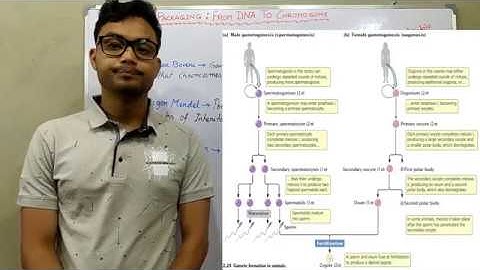 DNA Packaging: From DNA to Chromosome