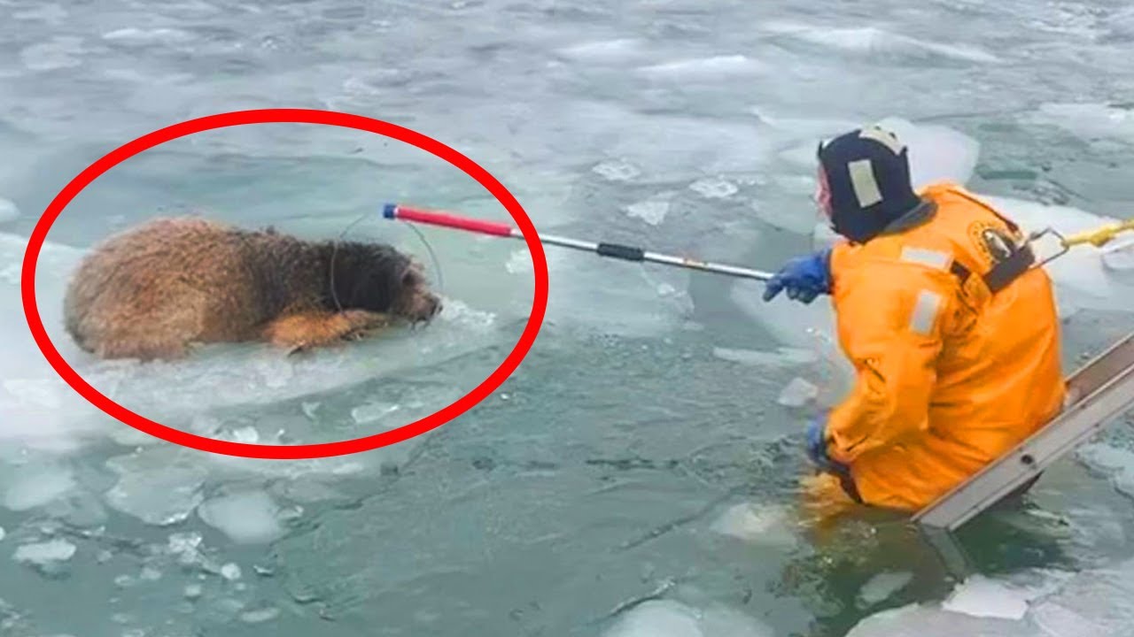 50 Animals That Asked People For Help Kindness Will Make You Cry 50-animals-that-asked-people-for-help-kindness-will-make-you-cry
