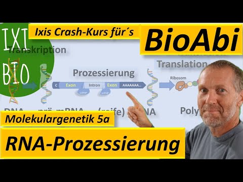 Video: Wie funktioniert mRNA-Spleißen?