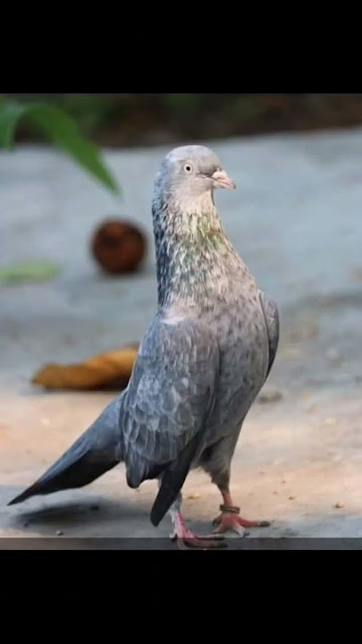 Amir Khan mobile number 6290262237