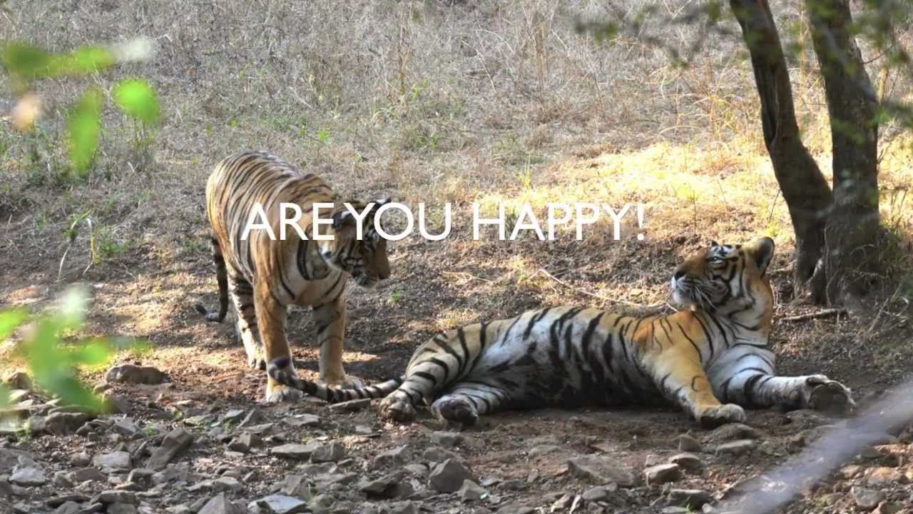 TIGER MATING IN RANTHAMBHORE PHOTOGRAPH BY B A MAHIPALA YouTube