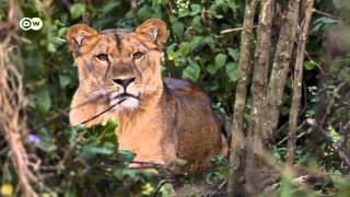Protecting Ethiopia's mountain lions |