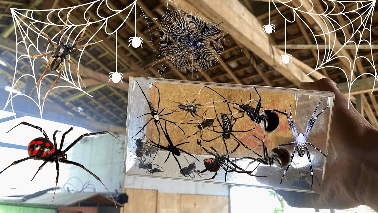 Hunting Top Black Widow Spider In The House