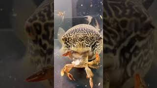Crunchy ASMR, Pufferfish eat Crab