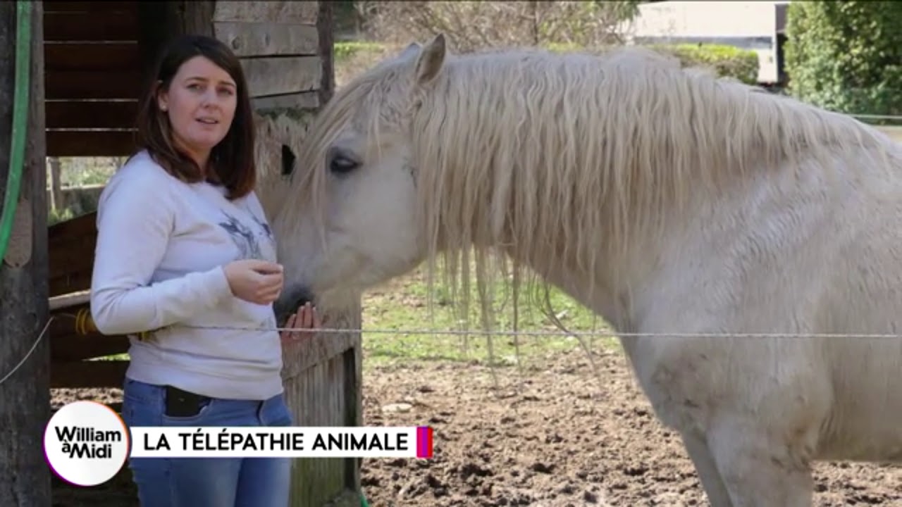 Hélène Sellier , Communicatrice Animale