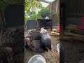 Chicken math is real! #chickenspets #birdsoftiktok... #Shorts #ravencroftlifestyle
