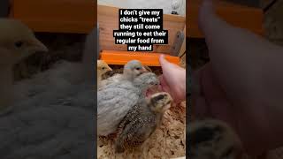 I Dont Give My Baby Chicks Treats