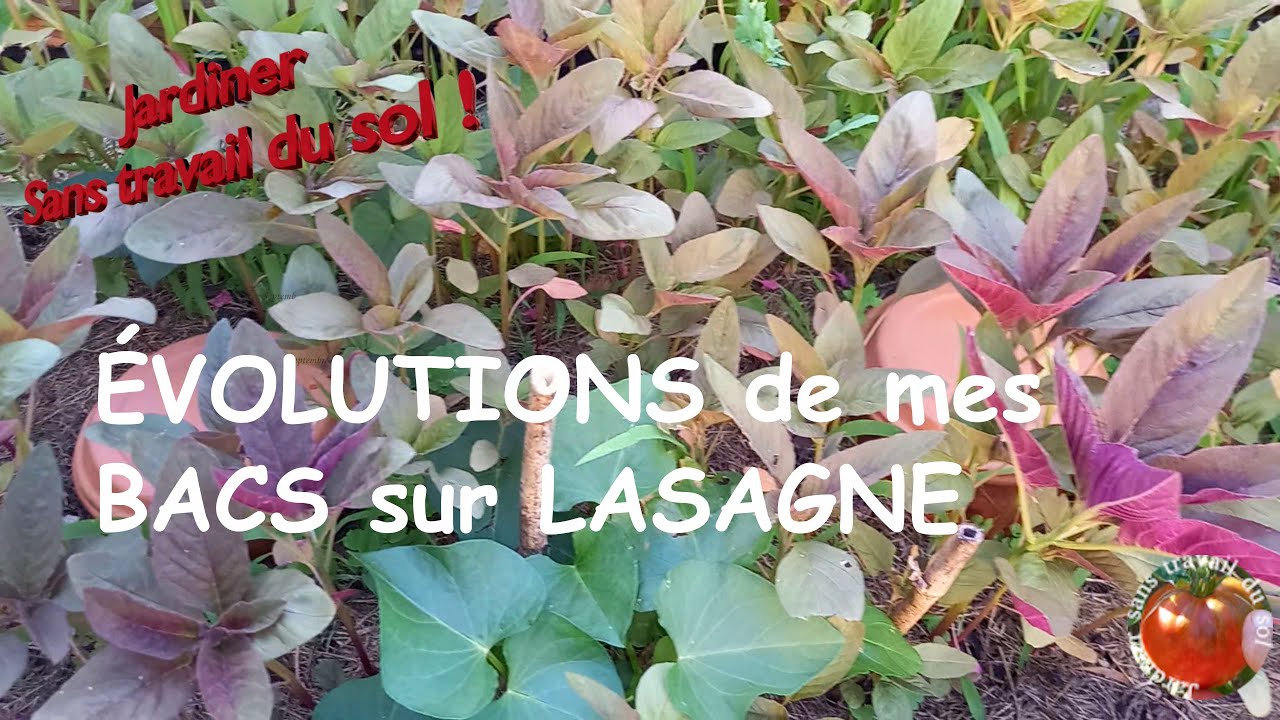 ÉVOLUTION de mes BACS sur LASAGNE