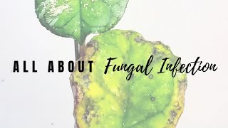 All About Fungal Infection