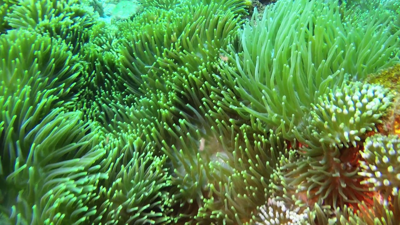 Scuba Dive Nth Solitary Is 01-04-18