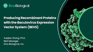 Producing Recombinant Proteins with the Baculovirus Expression Vector System (BEVS)