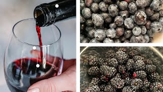 A basic way of making Blackberry Wine