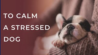 Bedtime Lullabies | Soothing Lullabies for Dogs and Puppies | Calming Music to Help Your Pet Sleep