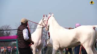 EMPIRE HORSE CUP 2024 // MANN HORSE PHOTOGRAPHY