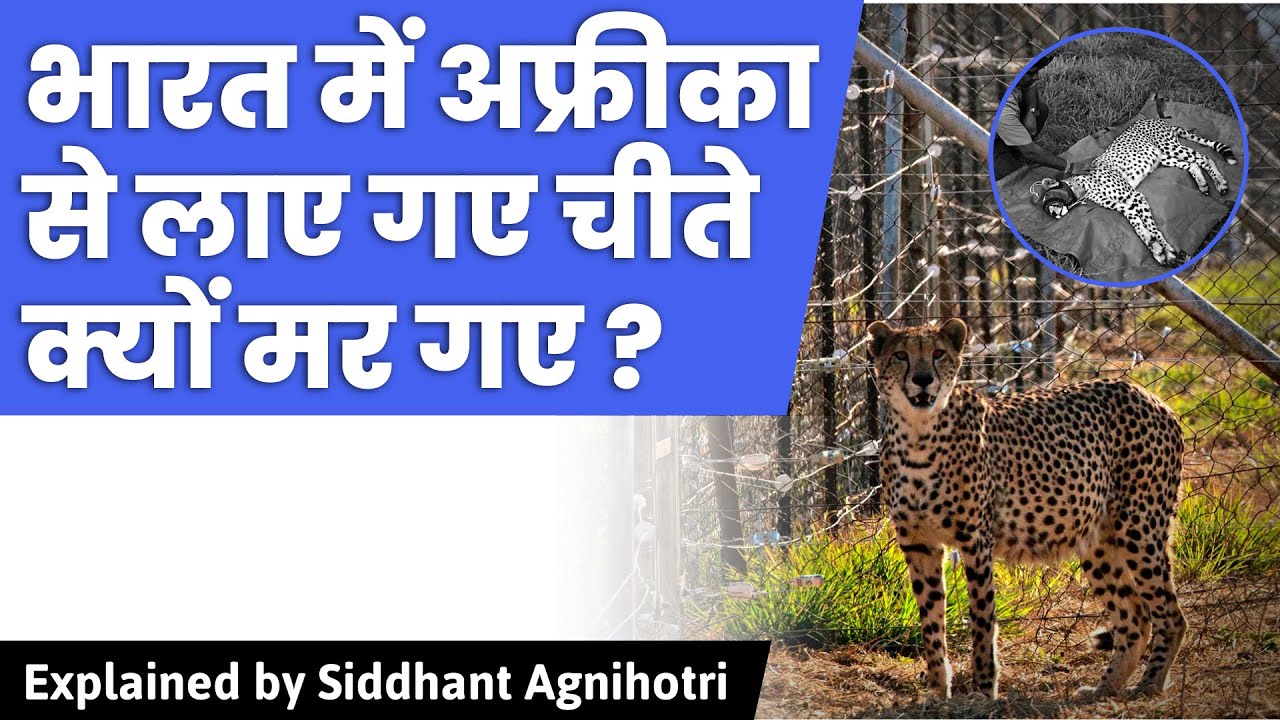 Why project cheetah is failing and cheetahs are dying in India? - YouTube
