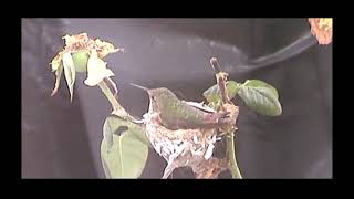 Hummingbird's nest 2 -June 2, 2021