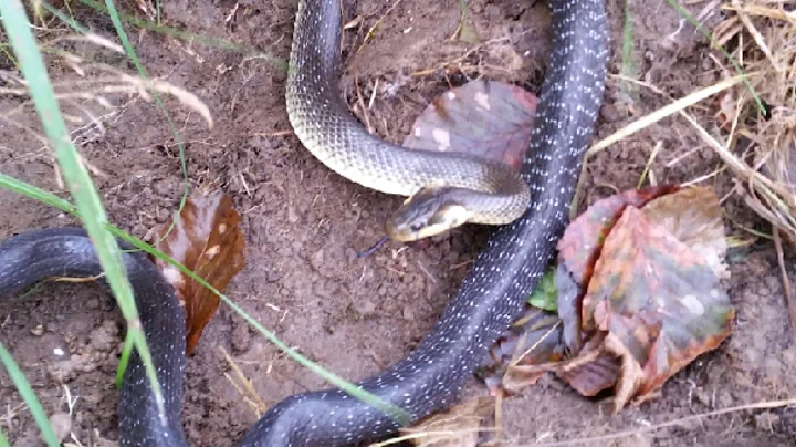 Gjarperi ne Malet e Gollakut