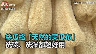 絲瓜絡「天然的菜瓜布」 洗碗、洗澡都超好用｜三立新聞網 ... 