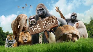 zoo video