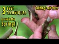 Grafting Fruit Trees | The 3 BEST Grafting Techniques for SPRING