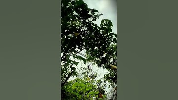 super sharp unique sickle tool that is useful for pruning tall branches #shorts