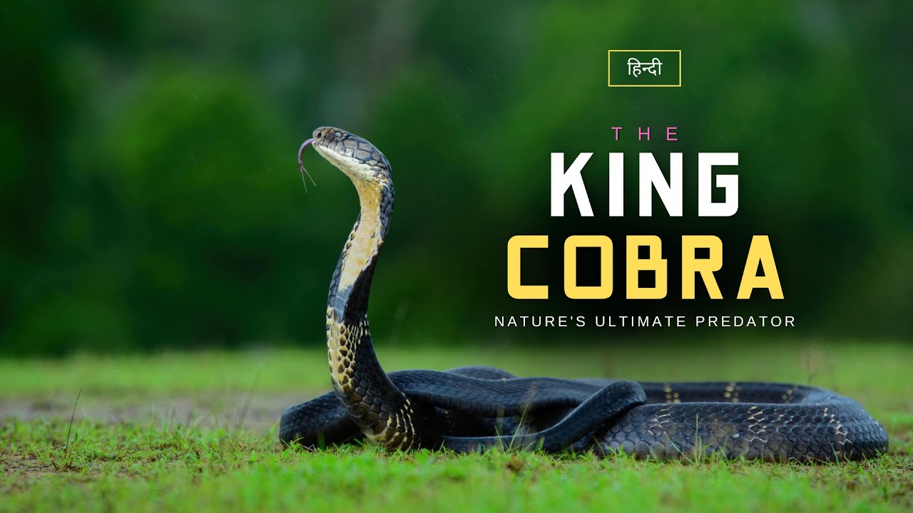 The King Cobra - Nature's Ultimate Predator - [Hindi] – Infinity Stream