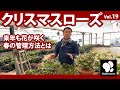 クリスマスローズ（19）春の管理　◆横山園芸 公式◆　【2022】