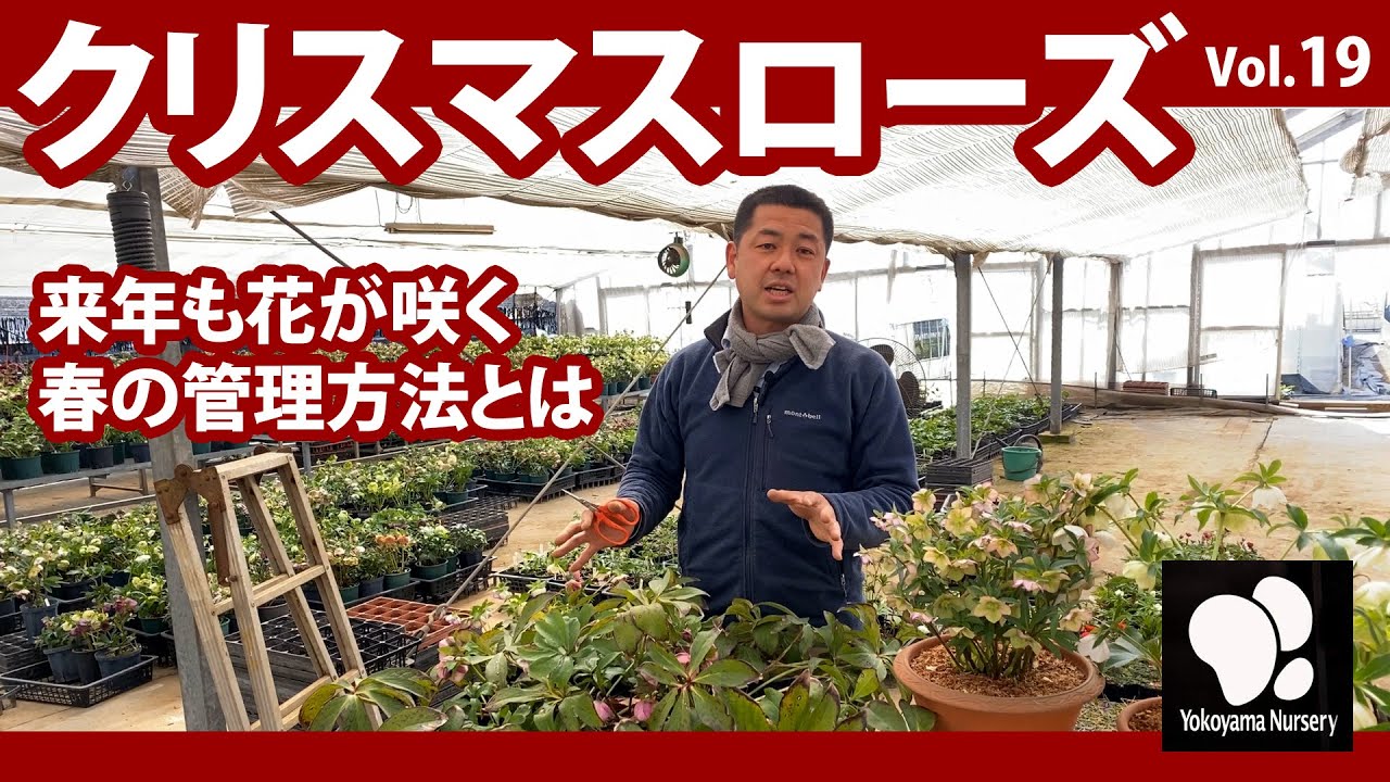 クリスマスローズ（19）春の管理　◆横山園芸 公式◆　【2022】