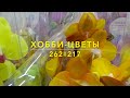 262-217 / Хобби Цветы / 03.2021 АШАН ХИМКИ