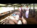 Escuela de campo: Alimentación y nutrición en ovinos - 15 de agosto