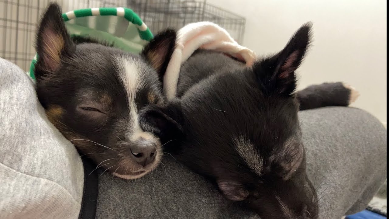 おもちゃを巡って可愛く喧嘩する姉妹犬 Youtube おもちゃを巡って可愛く喧嘩する姉妹犬 Youtube